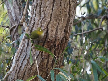 Warbling White-eye Unknown Spots Sat, 2/12/2022