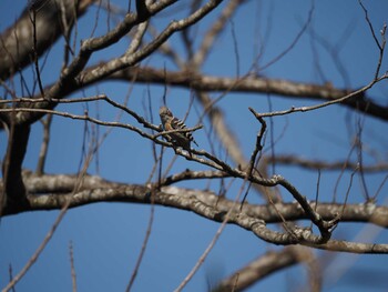 Japanese Pygmy Woodpecker Unknown Spots Sat, 2/12/2022