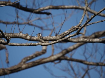 Japanese Pygmy Woodpecker Unknown Spots Sat, 2/12/2022