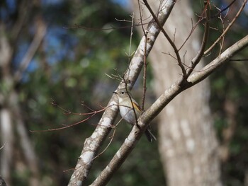 Red-flanked Bluetail Unknown Spots Sat, 2/12/2022