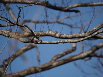 Japanese Pygmy Woodpecker Unknown Spots Sat, 2/12/2022