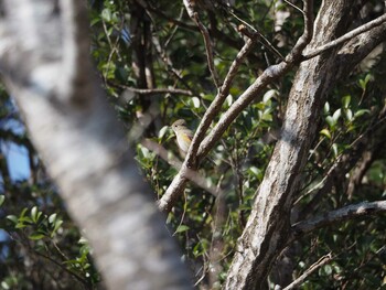 Red-flanked Bluetail Unknown Spots Sat, 2/12/2022