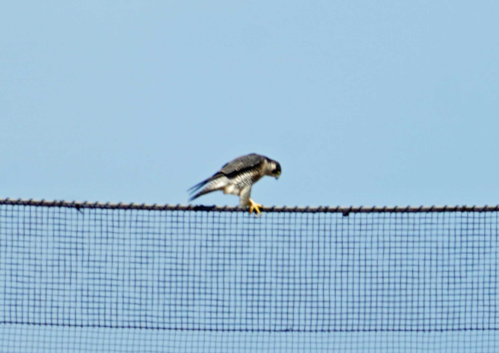 Photo of Peregrine Falcon at 浜名湖 by Chacoder