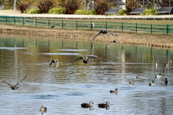 Gadwall 浜名湖 Sat, 2/12/2022