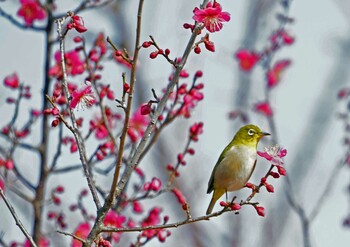 Warbling White-eye 浜名湖 Sat, 2/12/2022