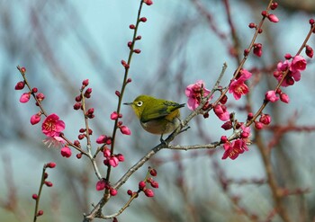 Warbling White-eye 浜名湖 Sat, 2/12/2022