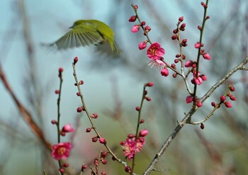 Warbling White-eye 浜名湖 Sat, 2/12/2022