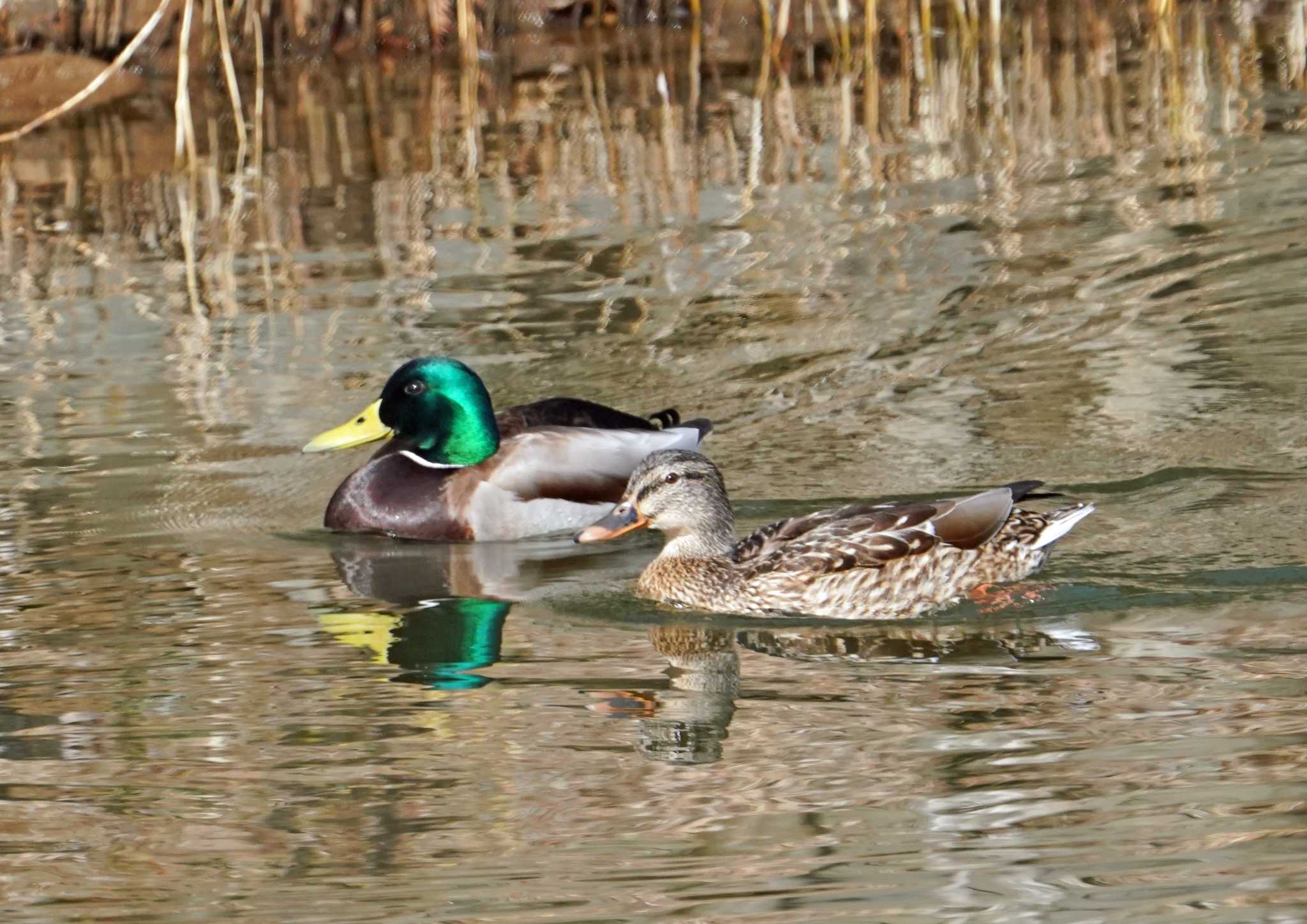 Photo of Mallard at 浜名湖 by Chacoder