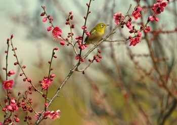 Warbling White-eye 浜名湖 Sat, 2/12/2022