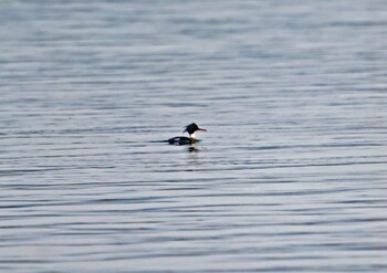 Red-breasted Merganser 浜名湖 Sat, 2/12/2022