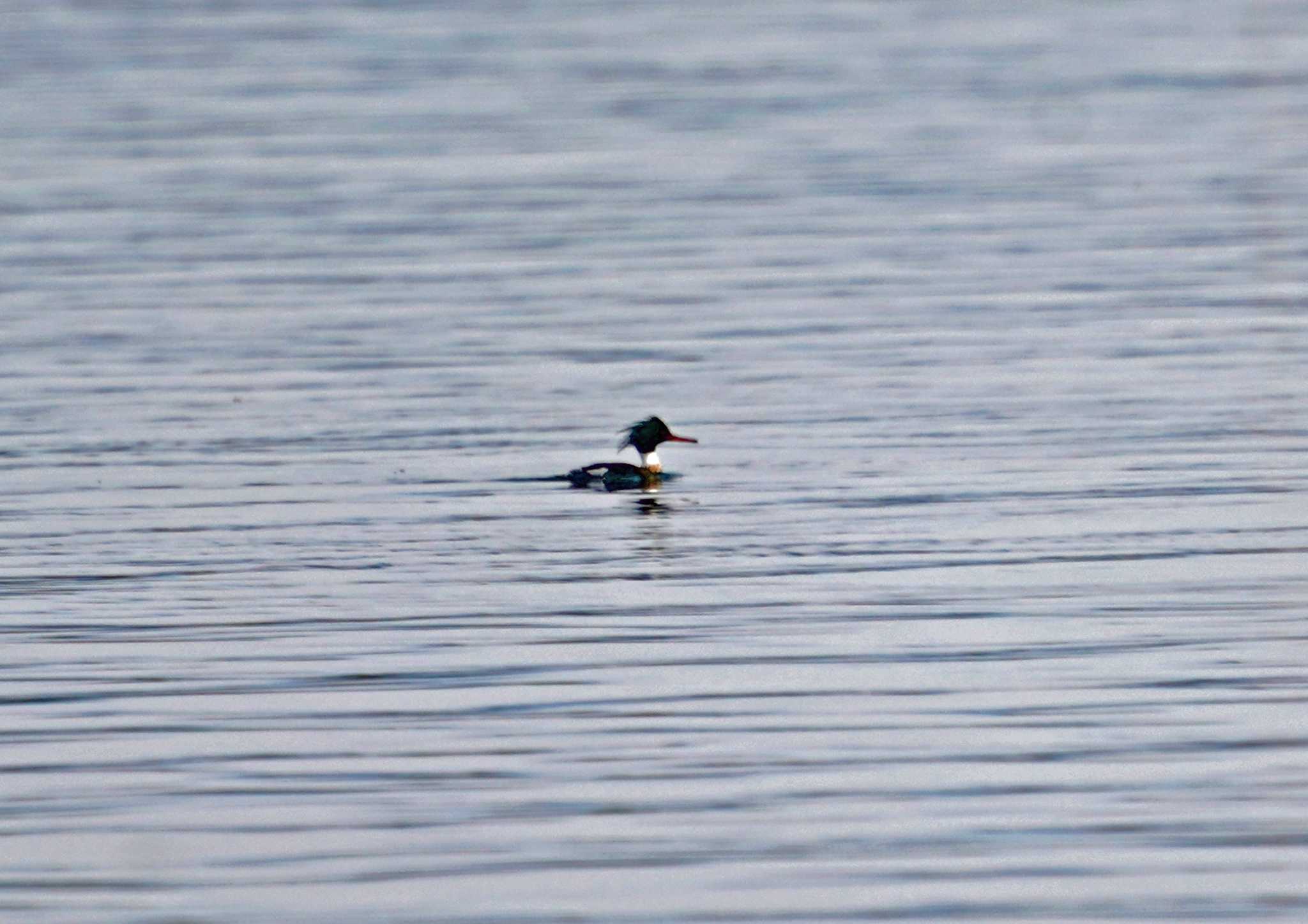 Photo of Red-breasted Merganser at 浜名湖 by Chacoder