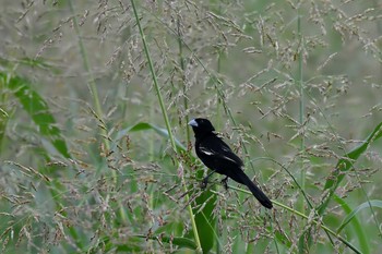 Yellow-mantled Widowbird Unknown Spots Tue, 8/29/2017