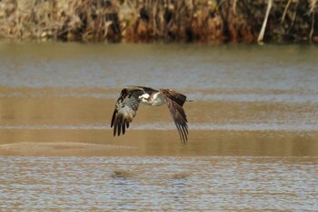 2022年2月12日(土) 淀川河川公園の野鳥観察記録