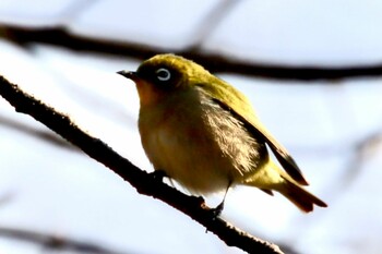 Warbling White-eye 多摩市 Sat, 2/12/2022