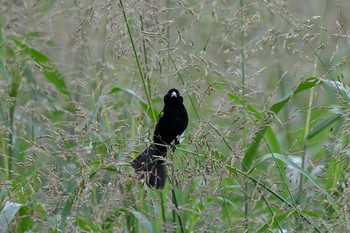 Yellow-mantled Widowbird Unknown Spots Tue, 8/29/2017