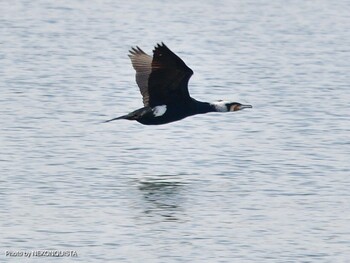 Great Cormorant 甲子園浜(兵庫県西宮市) Sat, 2/12/2022