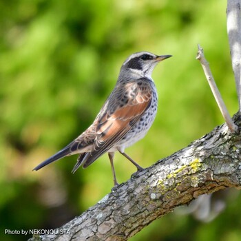 Dusky Thrush 甲子園浜(兵庫県西宮市) Sat, 2/12/2022