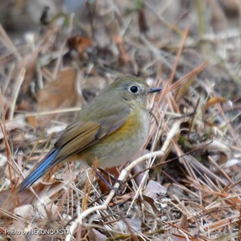 Red-flanked Bluetail 甲山森林公園 Sat, 2/12/2022