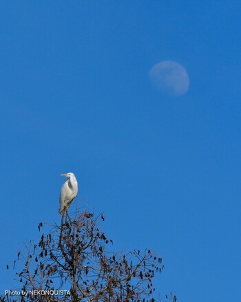 Medium Egret 甲山森林公園 Sat, 2/12/2022