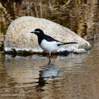 Japanese Wagtail 甲山森林公園 Sat, 2/12/2022