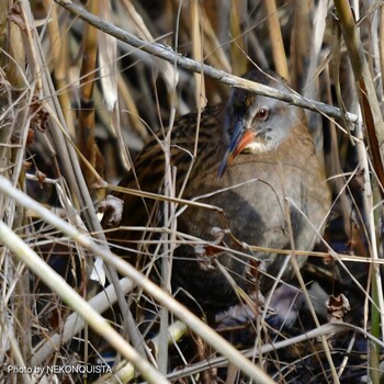 Brown-cheeked Rail 甲山森林公園 Sat, 2/12/2022