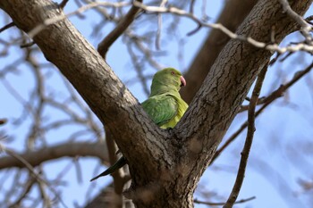 Indian Rose-necked Parakeet 横浜市 Sat, 2/12/2022