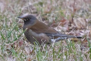 Sat, 2/12/2022 Birding report at 池子の森自然公園