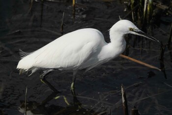 コサギ 池子の森自然公園 2022年2月12日(土)