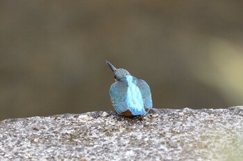 Common Kingfisher 夙川河川敷緑地(夙川公園) Fri, 2/11/2022