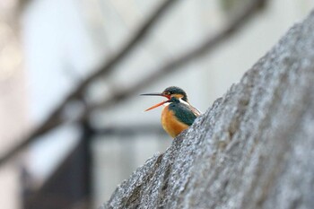 2022年2月11日(金) 夙川河川敷緑地(夙川公園)の野鳥観察記録