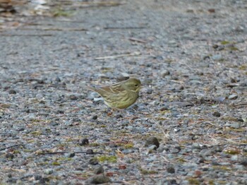 Masked Bunting 函南町 Fri, 2/11/2022