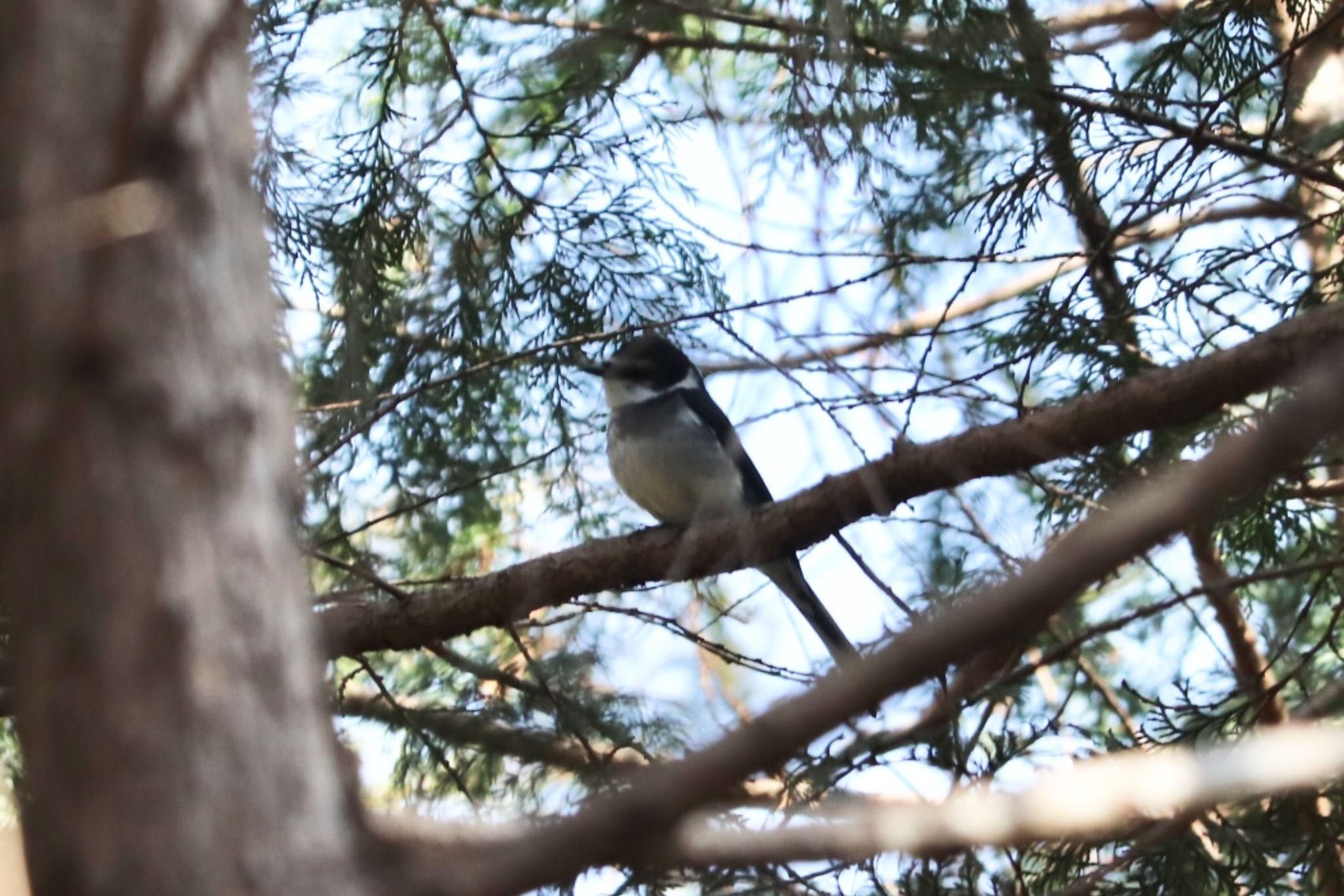 Ryukyu Minivet