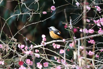 2022年2月12日(土) 岩本山の野鳥観察記録