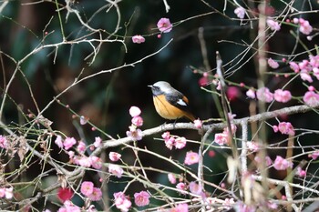 Daurian Redstart 岩本山 Sat, 2/12/2022