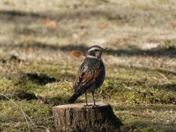 Dusky Thrush 岩本山 Sat, 2/12/2022