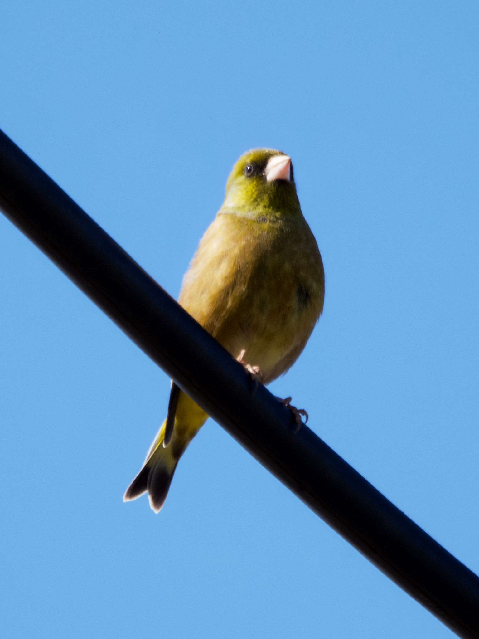 Photo of European Greenfinch at 平塚田んぼ by アポちん