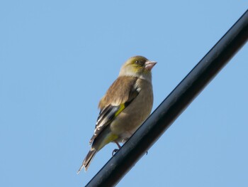 European Greenfinch 平塚田んぼ Sat, 2/12/2022