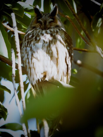 Long-eared Owl 中里公園(寒川町) Sat, 2/12/2022