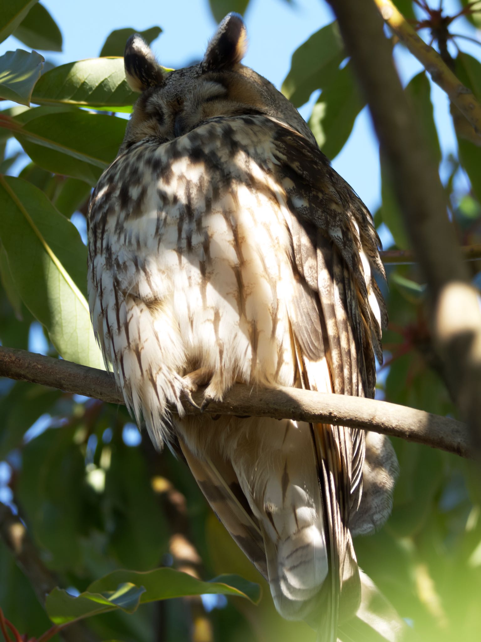 Photo of Long-eared Owl at 中里公園(寒川町) by アポちん