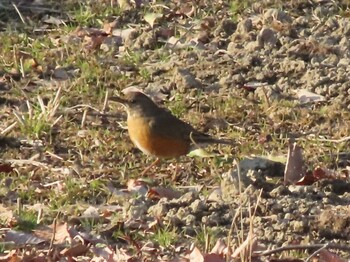 Brown-headed Thrush Showa Kinen Park Sat, 2/12/2022