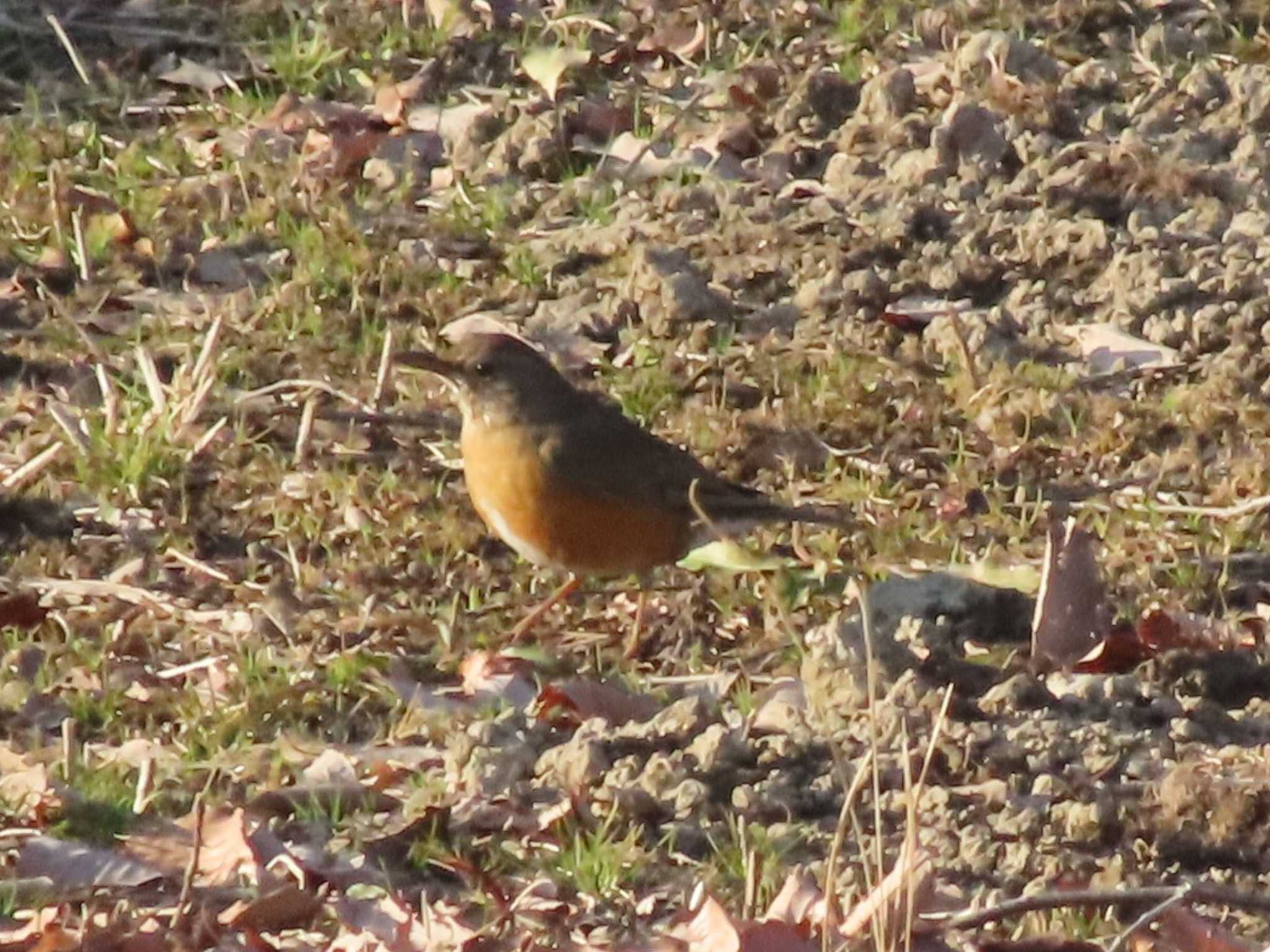 Brown-headed Thrush