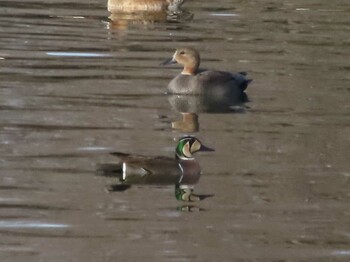 Baikal Teal Showa Kinen Park Sat, 2/12/2022