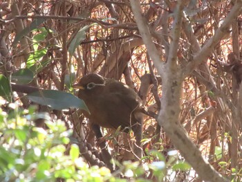 ガビチョウ 昭和記念公園 2022年2月12日(土)