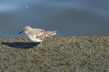 Little Stint 三番瀬 Tue, 2/1/2022