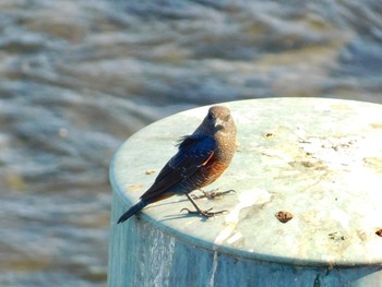 Blue Rock Thrush Unknown Spots Fri, 9/1/2017