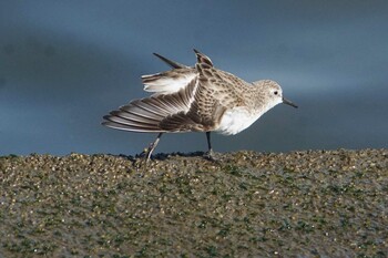 Little Stint 三番瀬 Tue, 2/1/2022