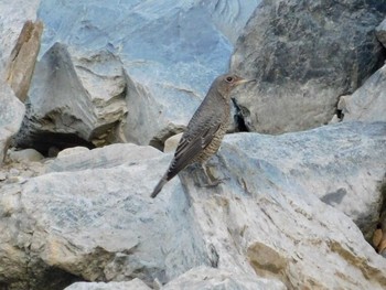 Blue Rock Thrush Unknown Spots Fri, 9/1/2017