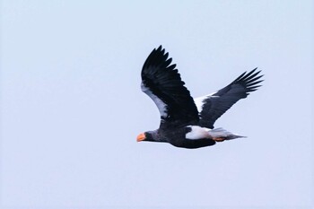 オオワシ 琵琶湖近辺 2022年2月1日(火)