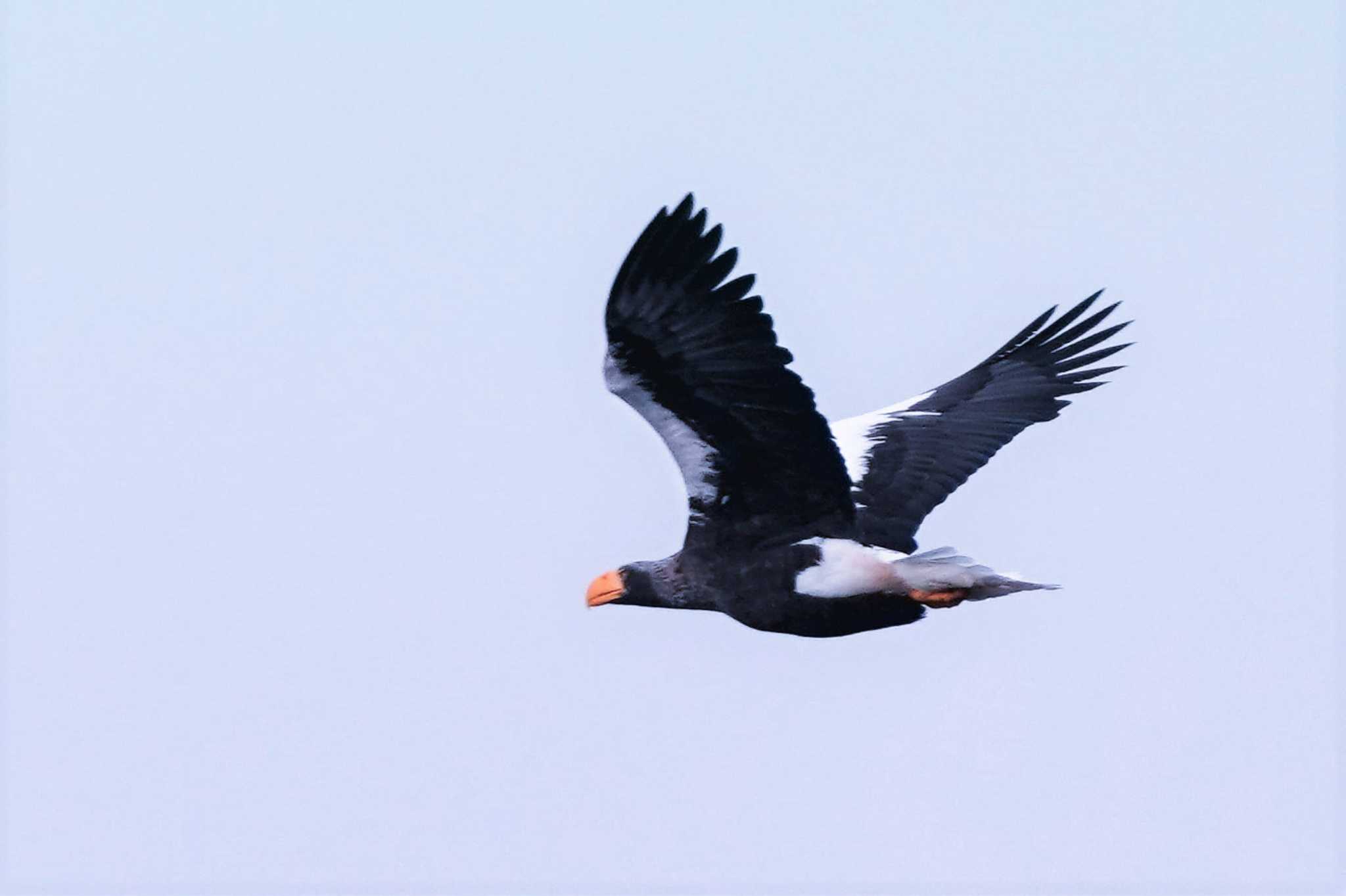 琵琶湖近辺 オオワシの写真 by におの鳥っぷ