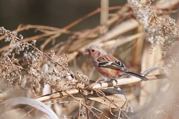 2022年2月9日(水) ふれあい松戸川の野鳥観察記録